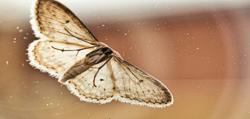 Butterfly effect In Business